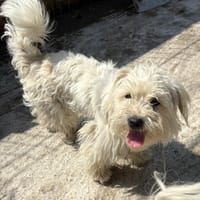 Tim - kinderlieb und zutraulich - in DE, Hund zur Adoption