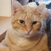 Adriano - menschenlieber Traumkater, Kater zur Adoption