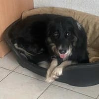 Bildhübscher sanfter und ruhiger Mikosch, Hund zur Adoption