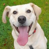 Goldschatz REXI, Hund zur Adoption