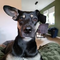 Ronja ❤, Hündin zur Adoption
