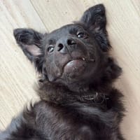 🐾 Ringo sucht sein Zuhause fürs Leben🐾, Hund zur Adoption