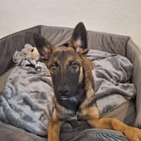 Ari- sucht sein Glück 🍀, Hund zur Adoption