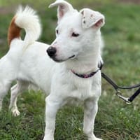 Bounty kleiner Wirbelwind sucht Familie, Hund zur Adoption