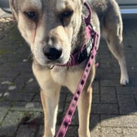 Titus DRINGEND ❤, Hund zur Adoption