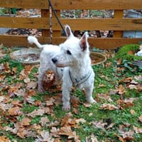 Zuckersüßer kleiner weißer Bowie :), Hund zur Adoption