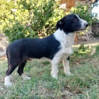 Atos ein trolliges Kerlchen, Hund zur Adoption