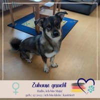 Maja - sucht ein neues Zuhause, Hündin zur Adoption