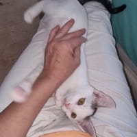 🐾 Kleine Marie sucht ihr Zuhause 🐾, Katze zur Adoption