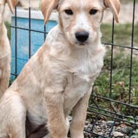 💕Shakira💕 sucht eine liebe Familie 💕, Hündin zur Adoption