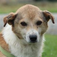 Berny sucht sein Für-Immer-Zuhause!, Hund zur Adoption
