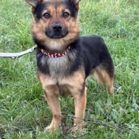Pompom  kleiner Schlaukopf ❤, Hund zur Adoption