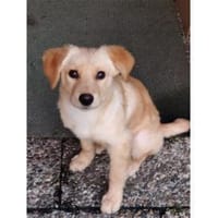 Niva - wartet in 54497 Morbach, Hündin zur Adoption