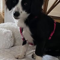 Kleine Kati sucht Körbchen ❤🐾, Hündin zur Adoption