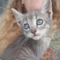 Grey sucht Dich 💕, Kater zur Adoption