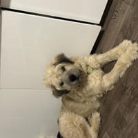 Pufon - Kuschelbär sucht Zuhause, Hund zur Adoption