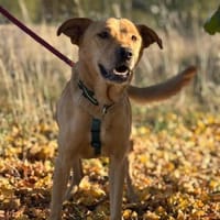 Boomer - aktiver Herzensbrecher, Hund zur Adoption