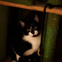 Katzenkind THADDÄUS sucht sein Zuhause!, Kater zur Adoption