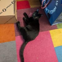 Bella und Rocky, Kater zur Adoption
