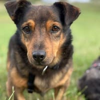 Mobby  der charmante Dackelmix mit Herz, Hund zur Adoption