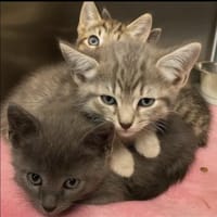 Hermann und Henriette 💕, Kater zur Adoption