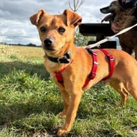 Moritz - klein und charmant, Hund zur Adoption