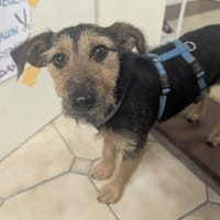 Süßer Nicky wartet beu 94227 Lindberg, Hund zur Adoption