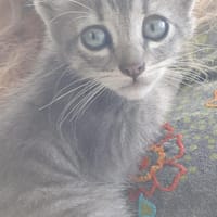 Süße Minibande sucht Zuhause 💕, Kater zur Adoption