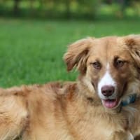 Zum Verlieben schön - Karim, Hund zur Adoption