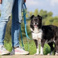 AMY - super fitte & brave Seniorin 💖, Hündin zur Adoption