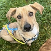 Dobby wartet in 53819 Neunkirchen, Hund zur Adoption