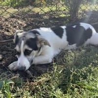 DOLLY  Der kleine Corgi-Mix, Hündin zur Adoption