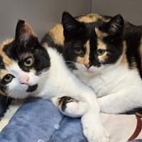 AHAVA&MIRABELL - zwei zauberhafte Mädels, Katze zur Adoption