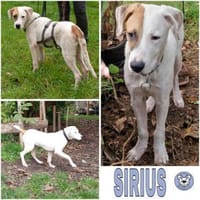 SIRIUS -sanfter Softie-, Hund zur Adoption