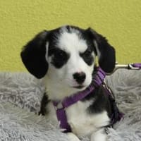 Mae - auf der Suche nach Geborgenheit, Hündin zur Adoption