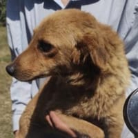 Fibi 43 cm (Pflegestelle), Hündin zur Adoption