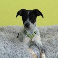 Neyo - ein Traum von Hund.., Hund zur Adoption