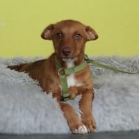Wer schenkt Wendy ein für immer zu Hause, Hündin zur Adoption