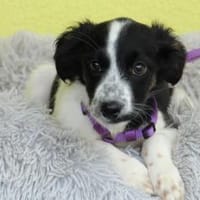 Pupa sucht ihr Glück ..., Hündin zur Adoption