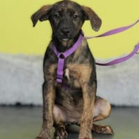 Santina sucht ihre Lieblingsmenschen, Hündin zur Adoption