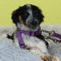 Sheba unsere kleine Schönheit.., Hündin zur Adoption