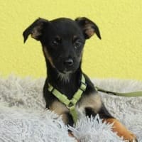 Boo sucht sein Für-Immer-Zuhause!, Hund zur Adoption