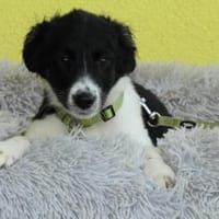 Momo möchte endlich ankommen...., Hund zur Adoption