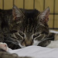 Benita, kotka do adopcji