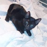 Morris aus dem Tierschutz, Kater zur Adoption
