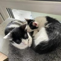 Binx & Zeus Verspieltes Kittenpärchen, Kater zur Adoption