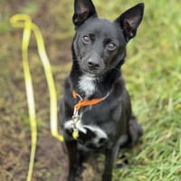 Sporcik, pies do adopcji