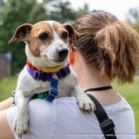 Marian, pies do adopcji