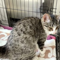 Vega, kotka do adopcji
