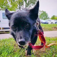 Lucek, pies do adopcji